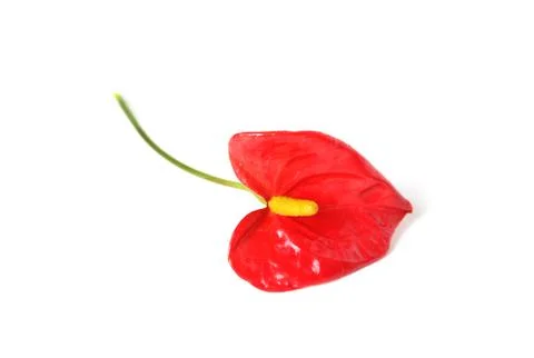 Flamingo flower Stock Photos