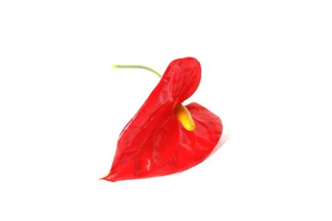 Flamingo flower 写真素材