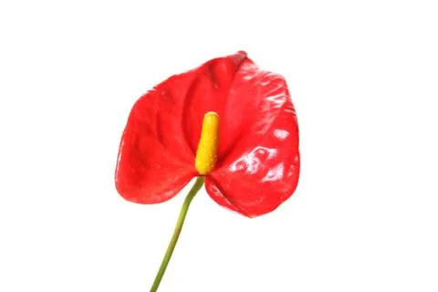 Flamingo flower Stock Photos