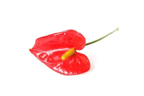 Flamingo flower Stockfoto's