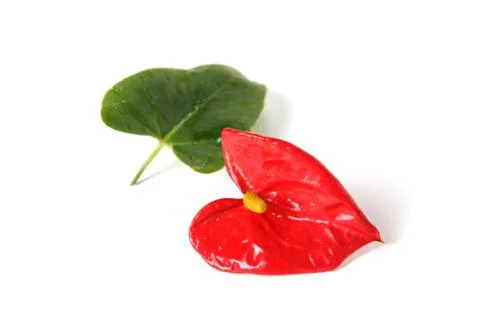 Flamingo flower Stock Photos