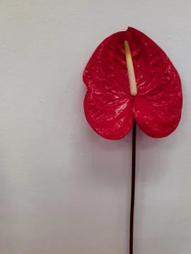 Flamingo flower Stock Photos