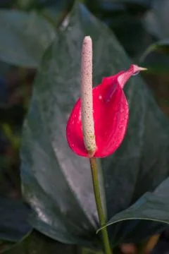 Flamingo Flower Stock Photos