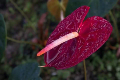 Flamingo Flower Stock Photos