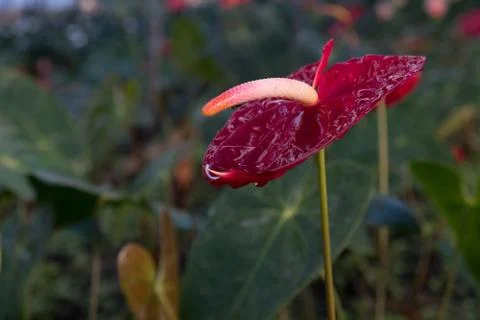 Flamingo Flower Foto stock