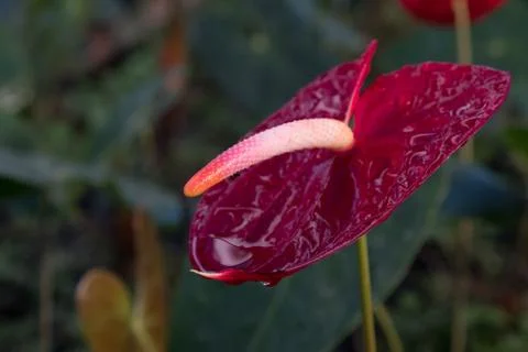 Flamingo Flower Stock Photos