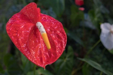 Flamingo Flower Stock Photos