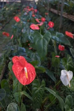 Flamingo Flower Stock Photos