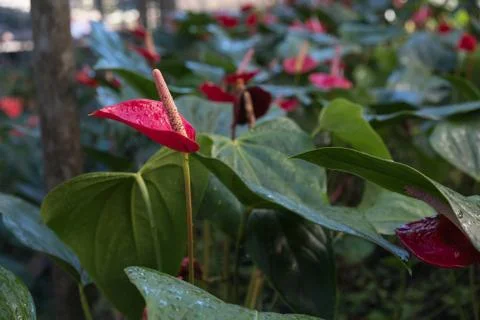 Flamingo Flower Foto stock