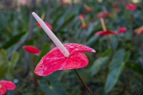 Flamingo Flower Stock Photos