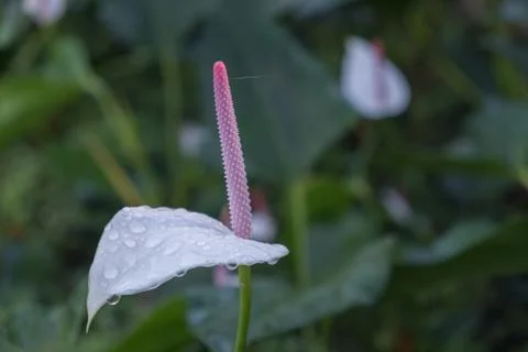 Flamingo Flower Stock Photos