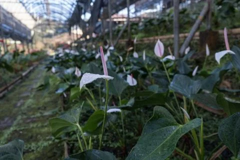 Flamingo Flower Stock Photos