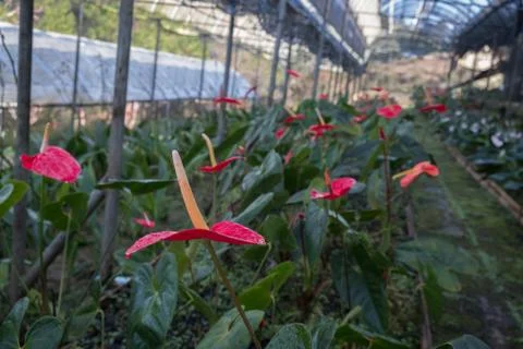 Flamingo Flower Stock Photos