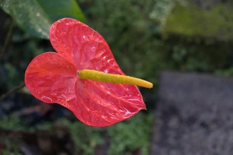 Flamingo Flower Stock Photos