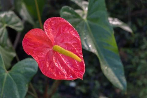Flamingo Flower Stock Photos