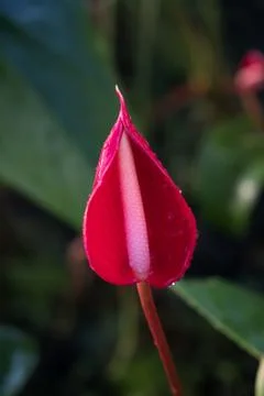 Flamingo Flower Stock Photos