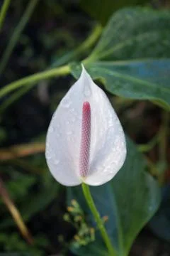 Flamingo Flower Stock Photos