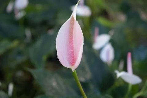 Flamingo Flower Foto stock