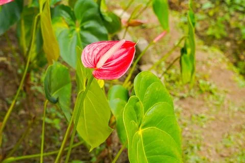 Flamingo flower Stock Photos