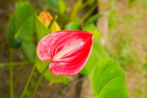 Flamingo flower Stock Photos