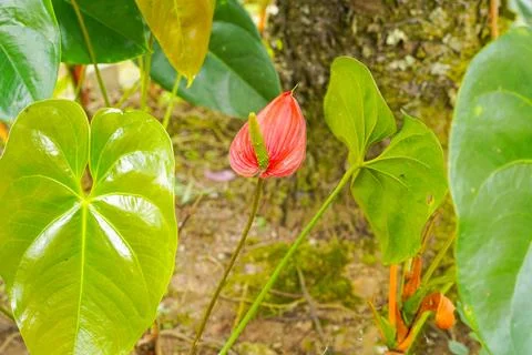 Flamingo flower Stock Photos