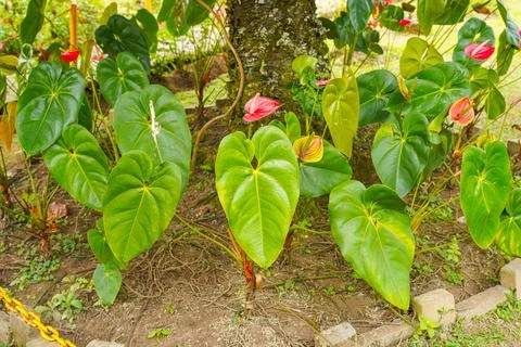 Flamingo flower Stock Photos