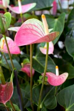 Flamingo flowers Stock Photos