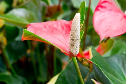 Flamingo flowers Stock Photos