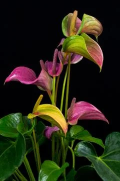 Flamingo flowers Stock Photos