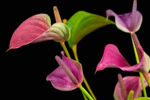 Flamingo flowers Stock Photos