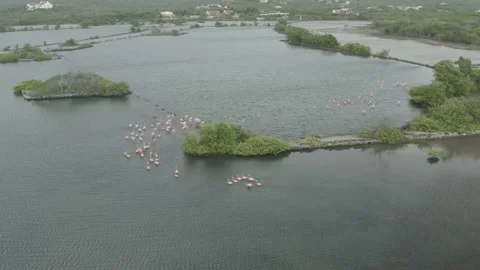 Flamingo fly away scene Stock Footage 205439097