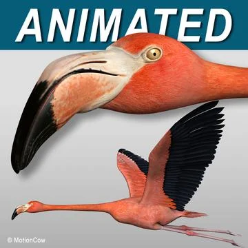 Flamingo ( Flying ) 3D Model