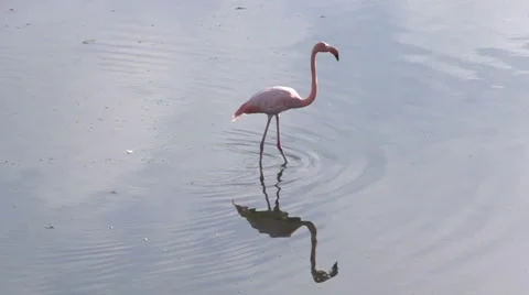 Flamingo flying away in slow motion at Isabela, Galapagos Islands, Ecuador Stock Footage