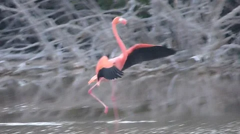 Flamingo flying Stock Footage 51853389