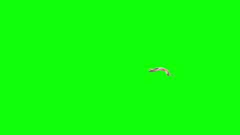 Flamingo flying separated on green screen. Slow Motion. Stock Footage 153090753