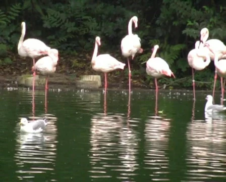 Flamingo  Видео 62837
