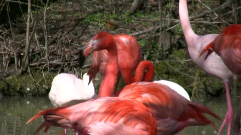 Flamingo 库存影片 360972