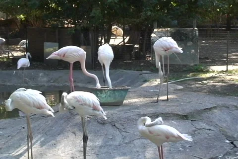 Flamingo  動画素材 361228