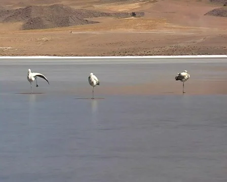 Flamingo  스톡 동영상 486996