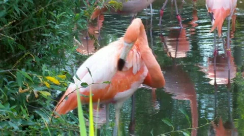 Flamingo Stock Footage 508746