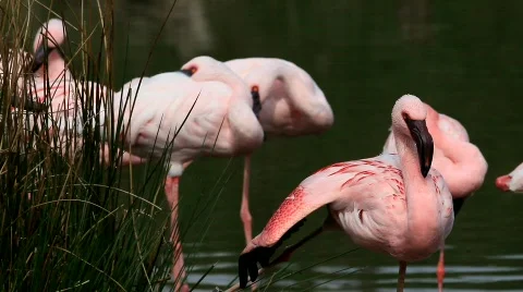 Flamingo Stock Footage 708234