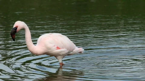 Flamingo Stock Footage 708259