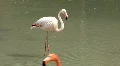 Flamingo HD Footage