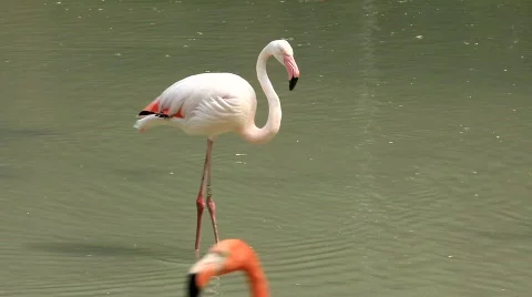 Flamingo Video stock 735767