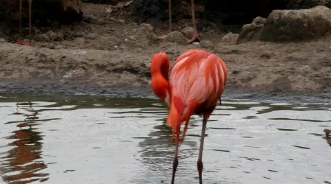 Flamingo Stock Footage 861923