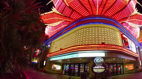 Flamingo Stock Footage 1035385