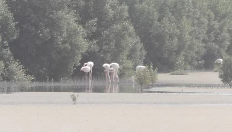 Flamingo Stock Footage 2352187
