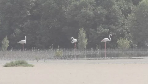 Flamingo Stock Footage 2353463