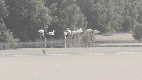Flamingo Stock Footage 2354917