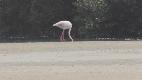 Flamingo Stock Footage 2355729